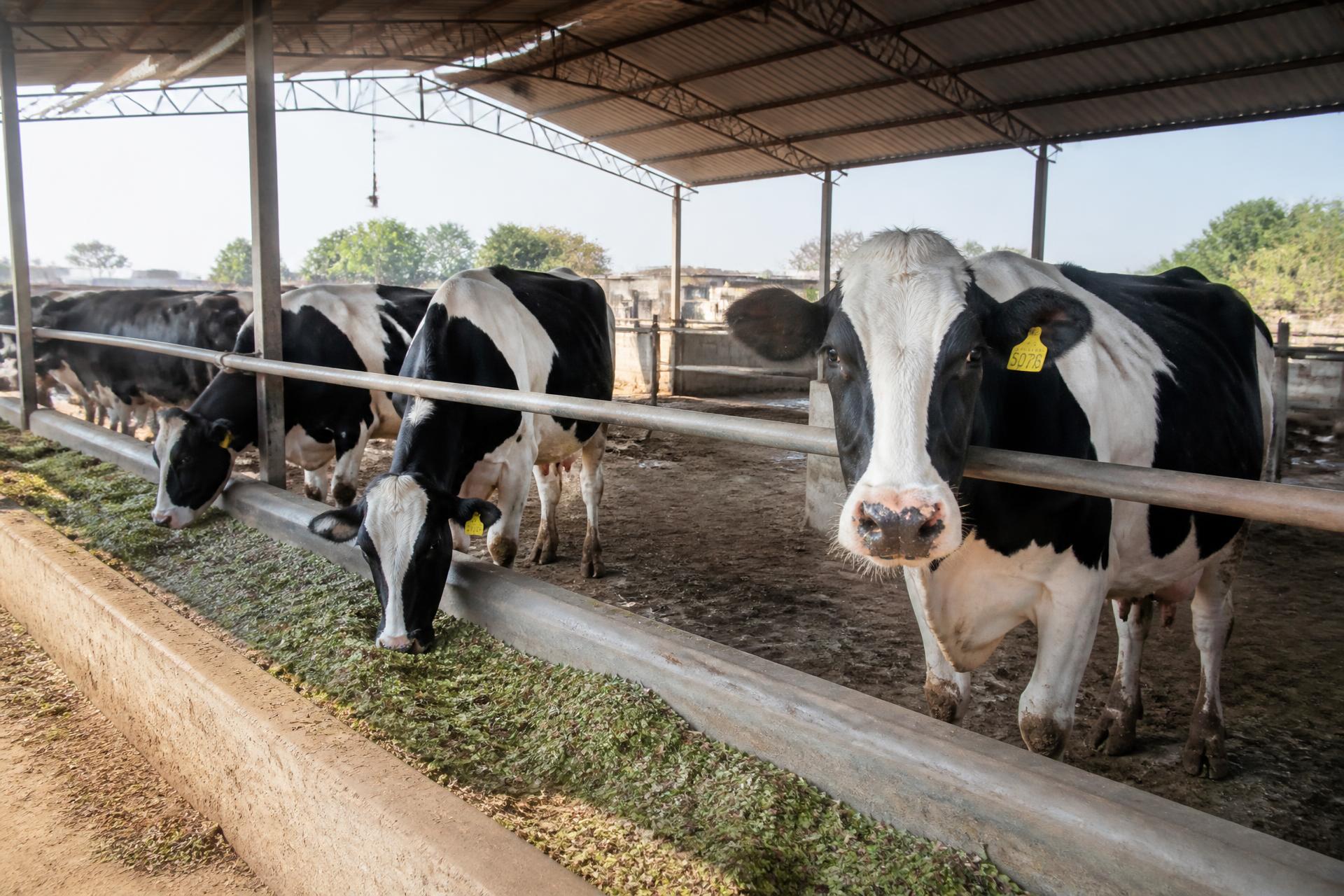 Holstein Friesian cows at the feeding trough under the shed at Khushab Dairies